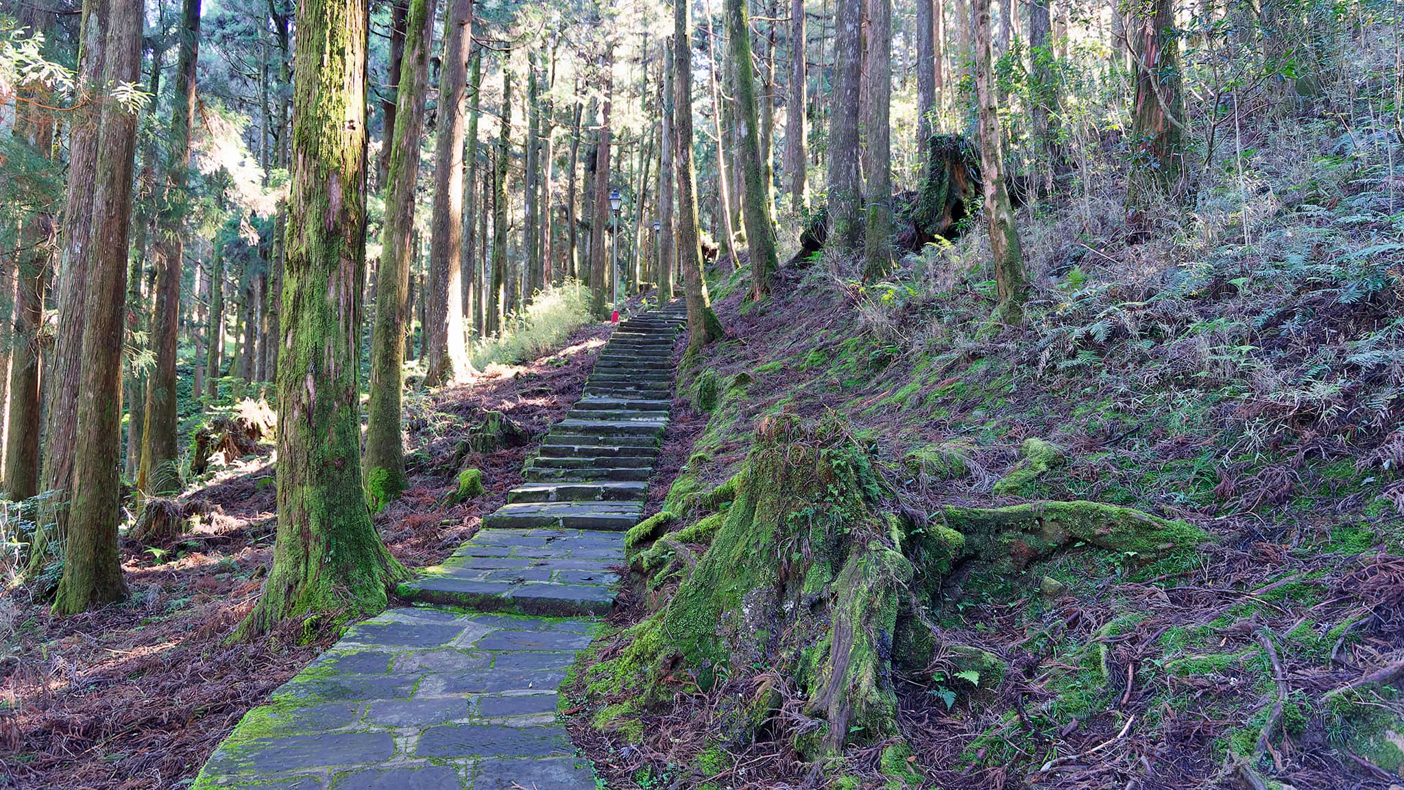 05 - Alishan (21).jpg